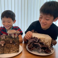 【送料無料！】おウチで栽培！スグデルきくらげ栽培キット