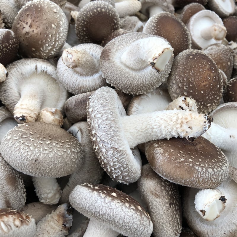 送料無料！】厚太おひさま生椎茸500g入りセット | 永島農園