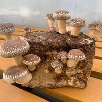おウチでシイタケ育てよう！菌床 5～10個ご購入の方専用！！！