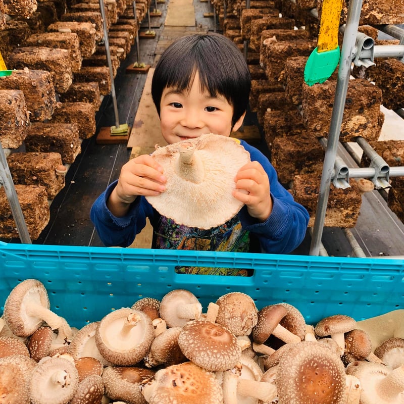 おウチでシイタケ育てよう！菌床＋専用ケースセット | 永島農園