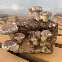 【送料無料！】おウチでシイタケ育てよう！菌床3個