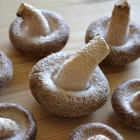 【送料無料！】おひさま生シイタケ【厚太椎茸】500ｇ以上