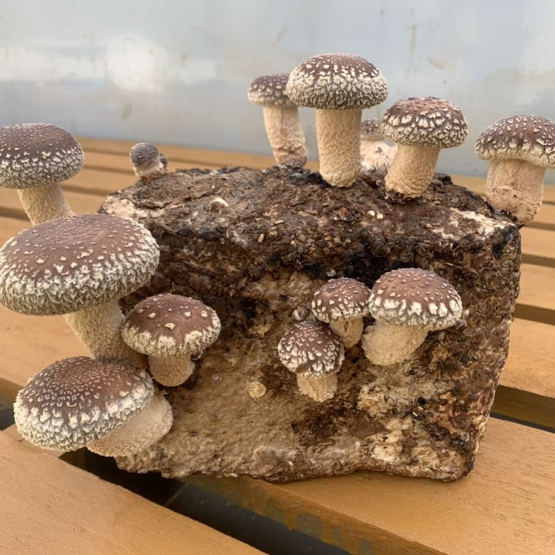 送料無料！】おウチでシイタケ育てよう！菌床4個 | 永島農園