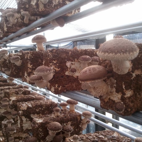 【CO2オフセット済み】出汁用おひさま干し椎茸80g入り