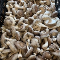 【送料無料！】おひさま生シイタケ【厚太椎茸】1kg以上