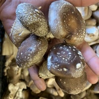 【送料無料！】おひさま生シイタケ【規格外のハッピー椎茸】1kg以上