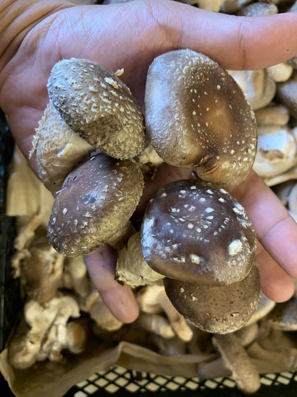 シイタケ様 fit=scale-down,w=1200