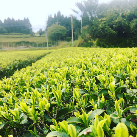 ✨希少品種✨2025年度産 くりたわせ 栗田早生  オーガニック緑茶 ✨ japanese organic  green tea kuritawase