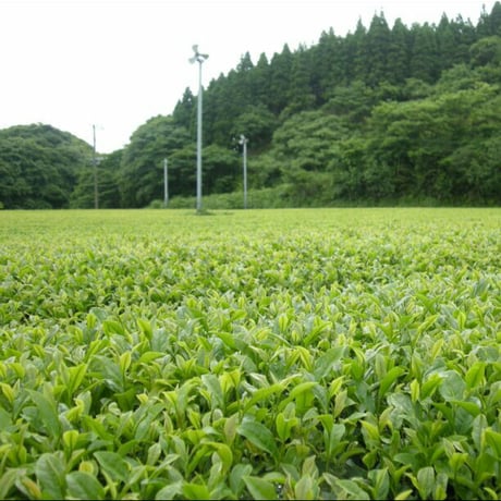 さえみどり オーガニック  2025年産  organic japanese tea saemidori