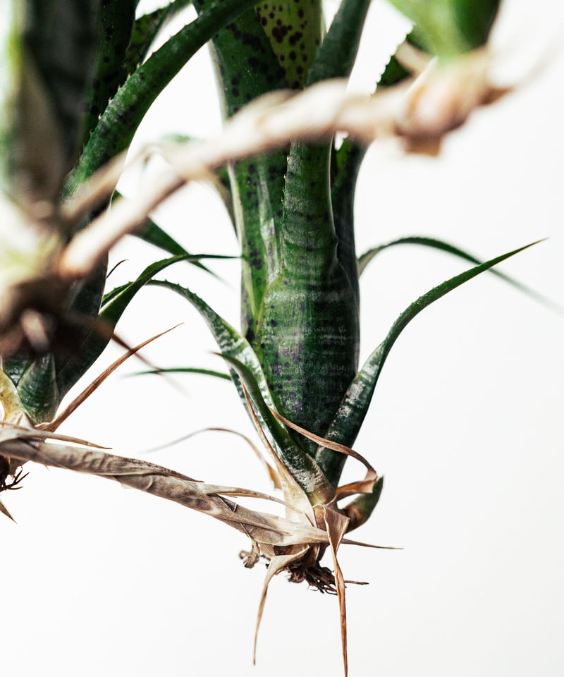 ネオレゲリア・パウシフローラ | TIANA STORE