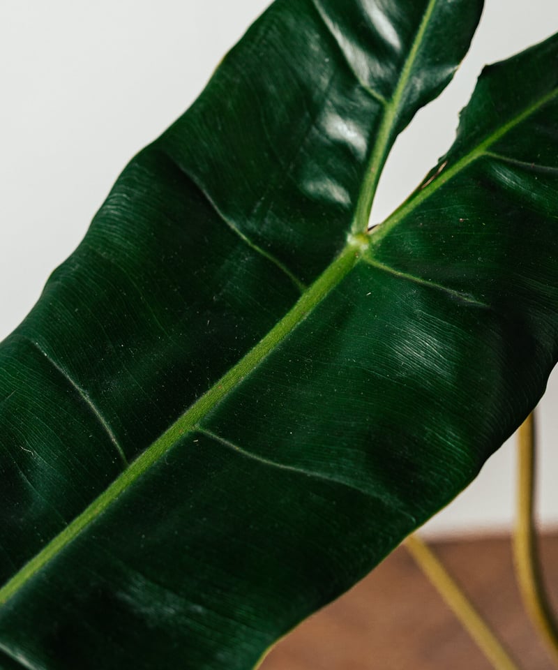 Philodendron Billietae | フィロデンドロン・ビレッタエ | TIANA