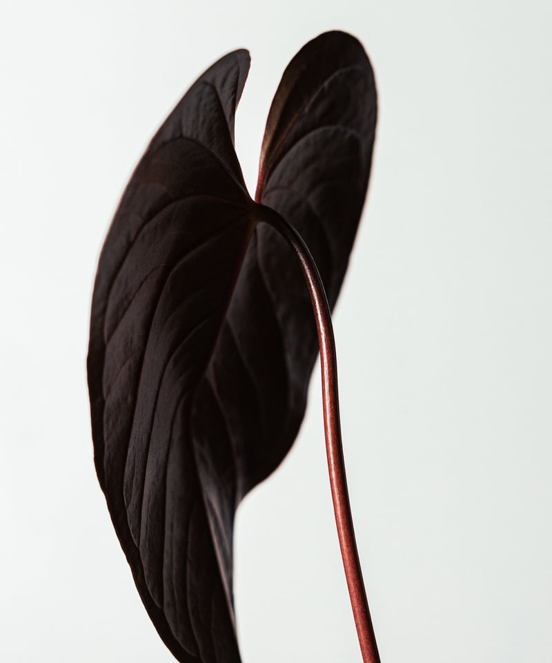 アンスリウム・ロムズレッド | TIANA STORE