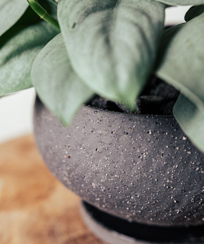 スキンダプサス・オルモストシルバー | TIANA STORE