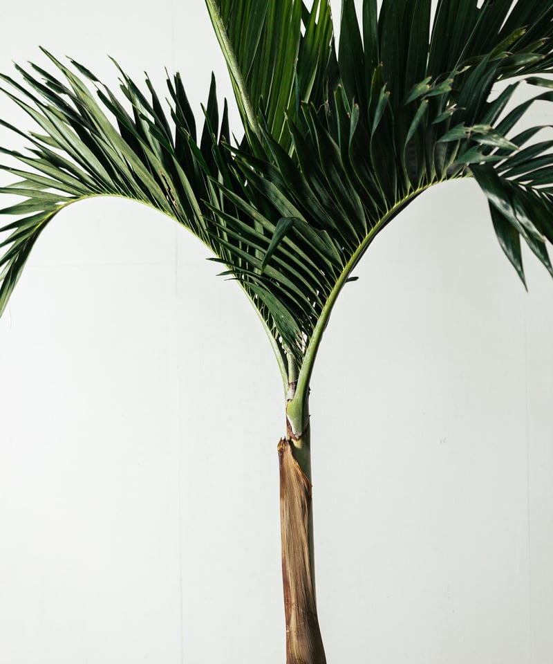 Manila Palm | マニラパーム | TIANA STORE