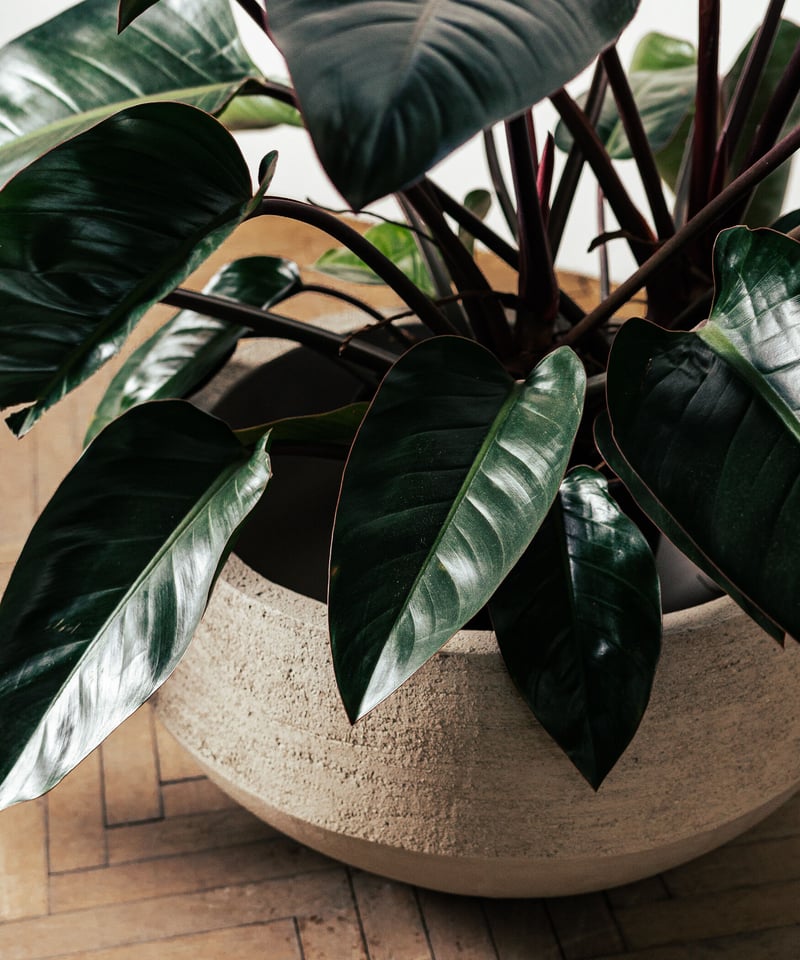 Philodendron Rojo Congo | フィロデンドロン・ロジョコンゴ | TIA