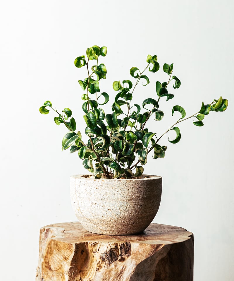 ☆ ベンジャミン シタシオン♪ 158cm 曲がり仕立て♪ ☆ ベンジャミン シタシオン♪ 158cm 曲がり仕立て♪