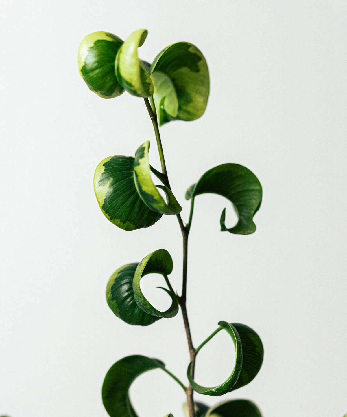 ベンジャミン・シタシオン | TIANA STORE