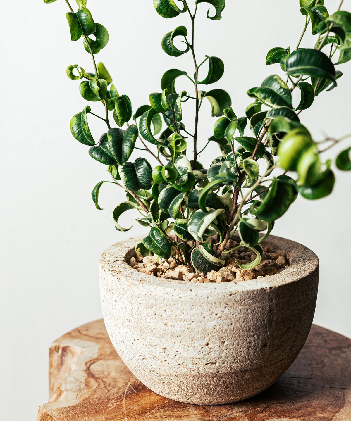 ベンジャミン・シタシオン | TIANA STORE