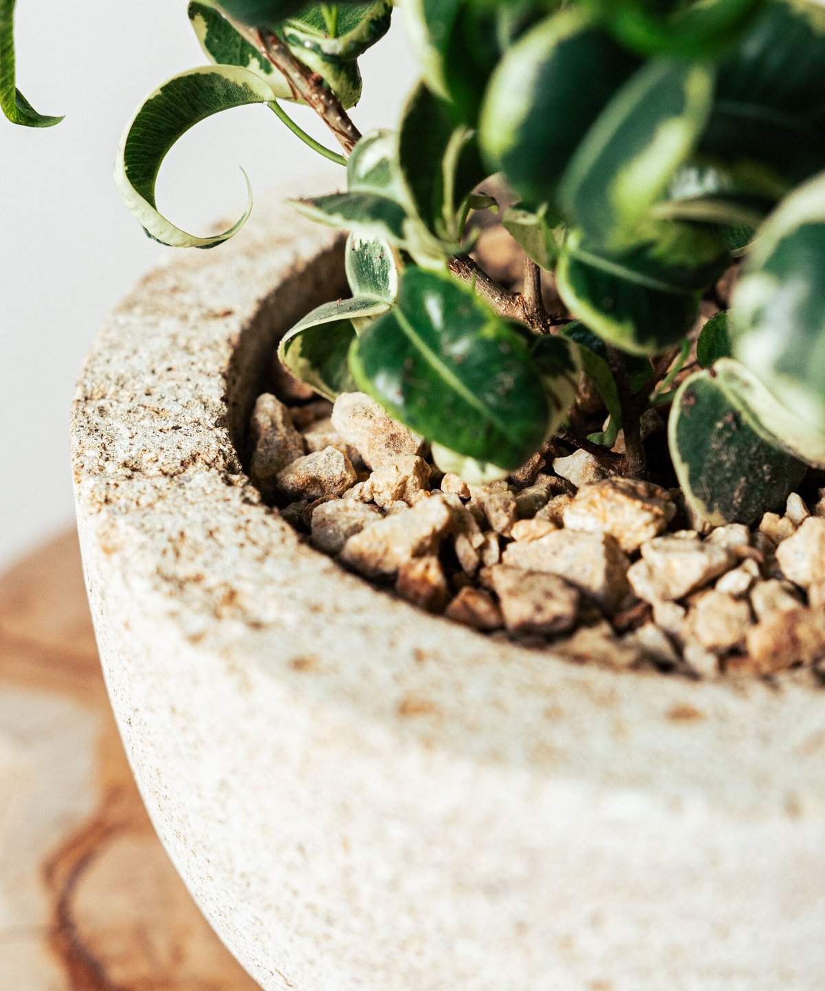 ベンジャミン　シタシオン ベンジャミン・シタシオン | TIANA STORE