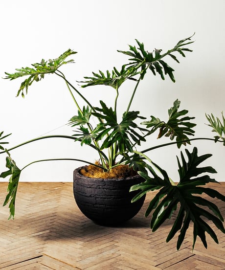 Philodendron Selloum | フィロデンドロン・セローム