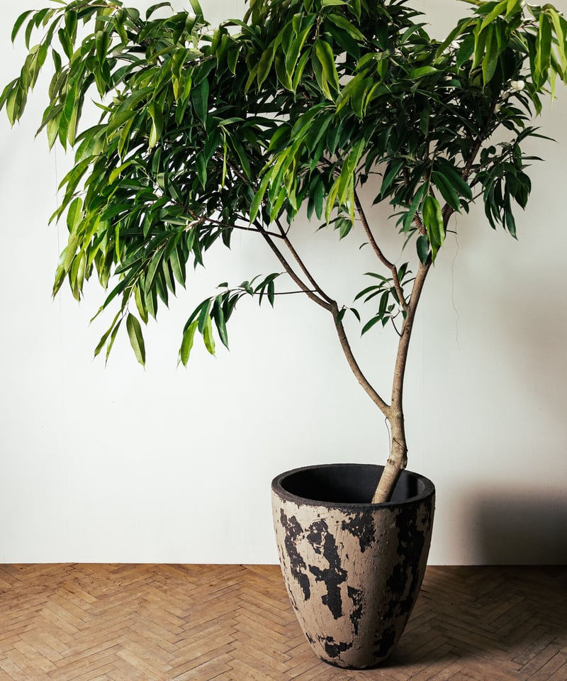 Ficus Amsterdam | フィカス・アムステルダム | TIANA STORE