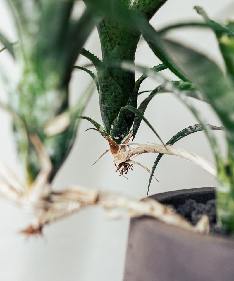 ネオレゲリア・パウシフローラ | TIANA STORE