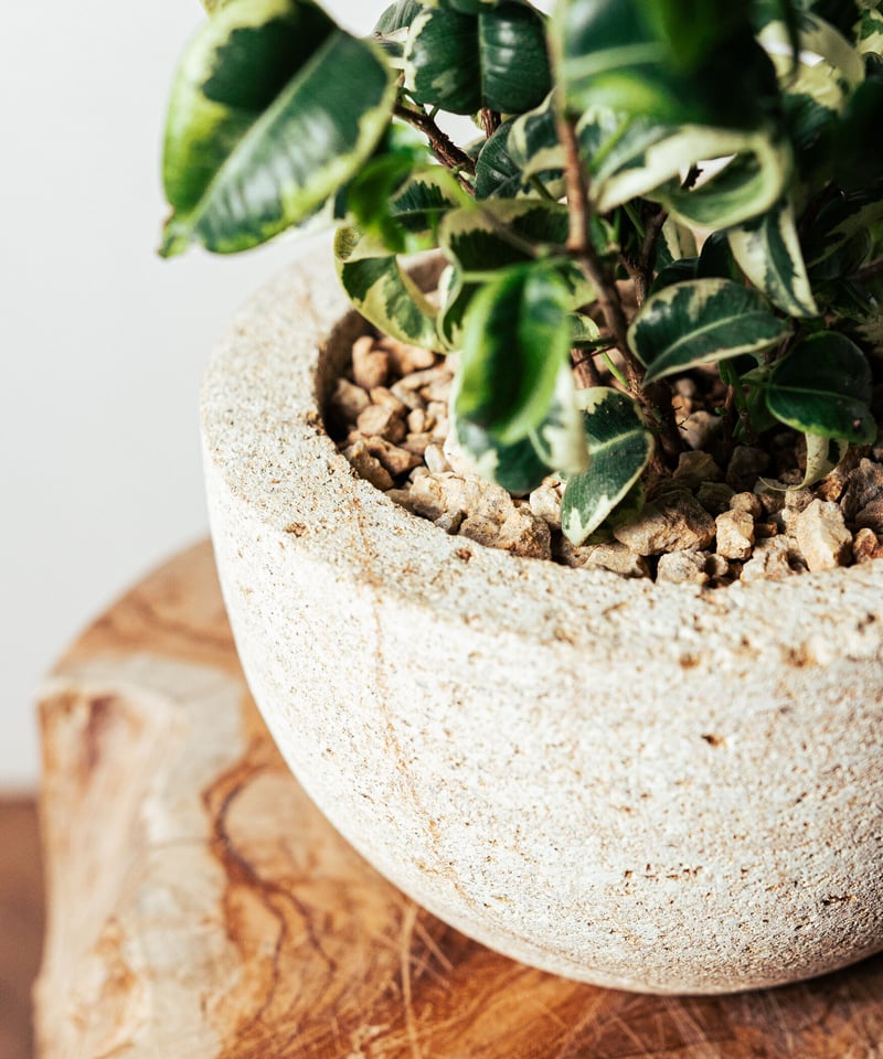 ベンジャミン・シタシオン | TIANA STORE