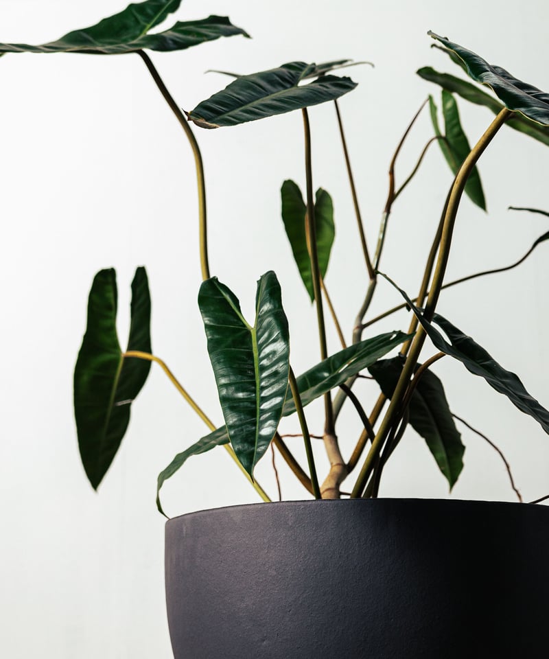 Philodendron Billietae | フィロデンドロン・ビレッタエ | TIANA