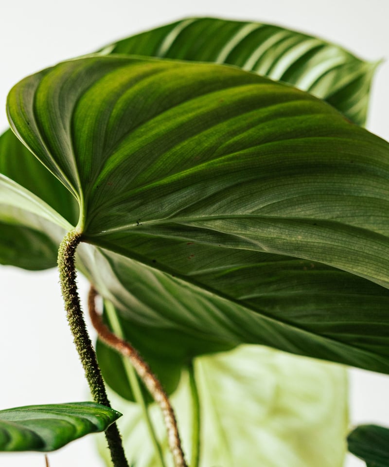 Philodendron Nangaritense | フィロデンドロン・ナンガリテンス |