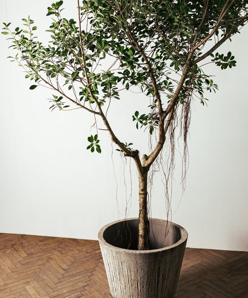 極上】フィカス・ナナ 盆栽仕立て 根上がり 9号 鉢カバーセット Ficus