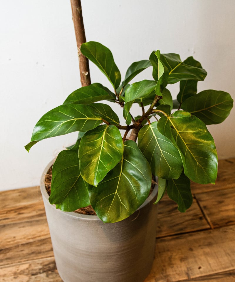Ficus African prince | フィカス・アフリカンプリンス | TIANA S