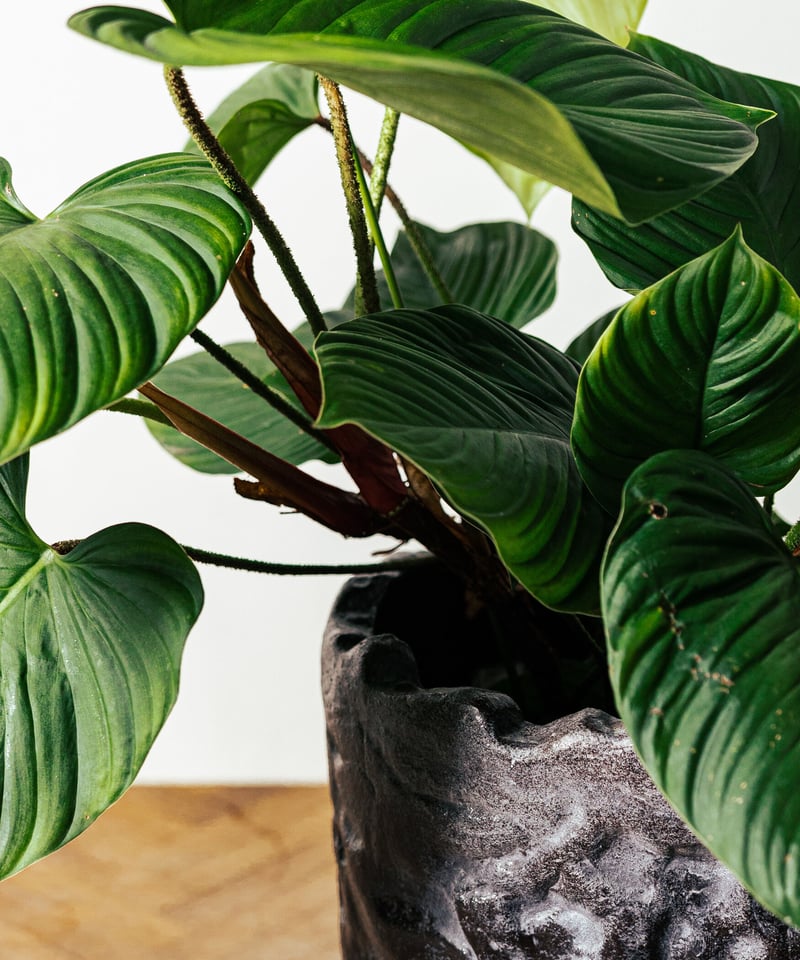 Philodendron Nangaritense | フィロデンドロン・ナンガリテンス |