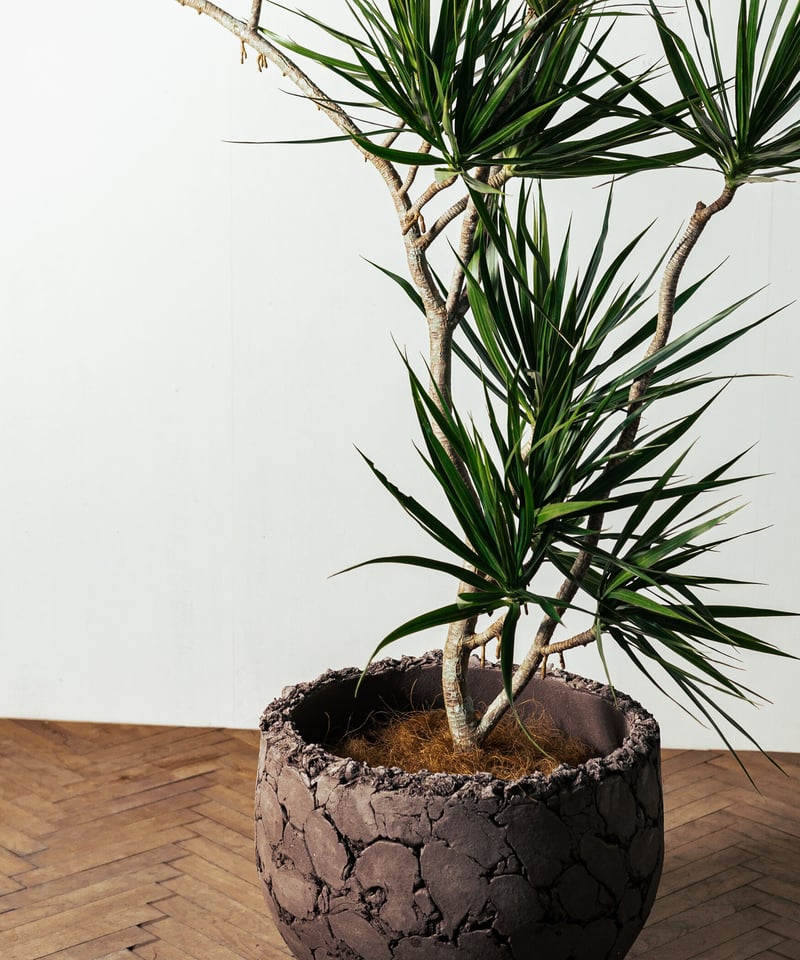 Dracaena Concinna | ドラセナ・コンシンネ | TIANA STORE