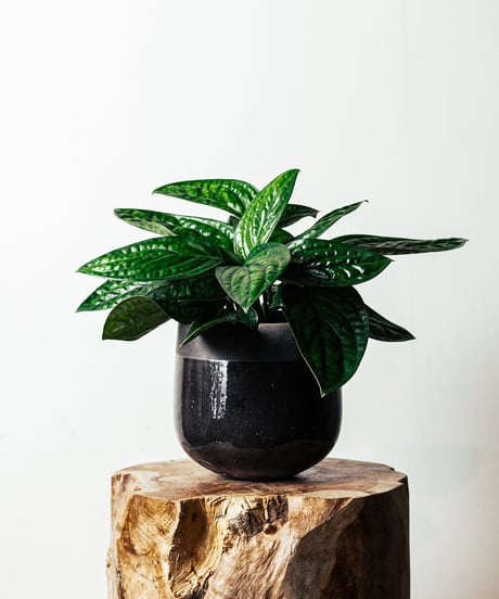 天然木 紫光檀 茶台 花台 1.3kgインド産 天然木 紫光檀 茶台 花台 1.3