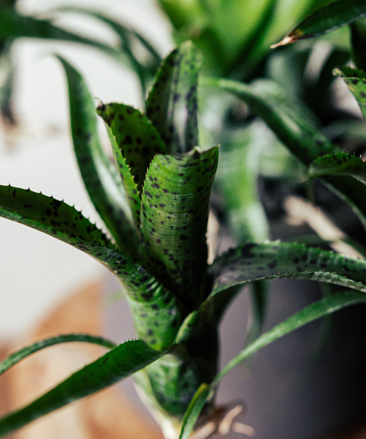 群生 ネオレゲリア パウシフローラ ネオレゲリア・パウシフローラ | moku-online store-