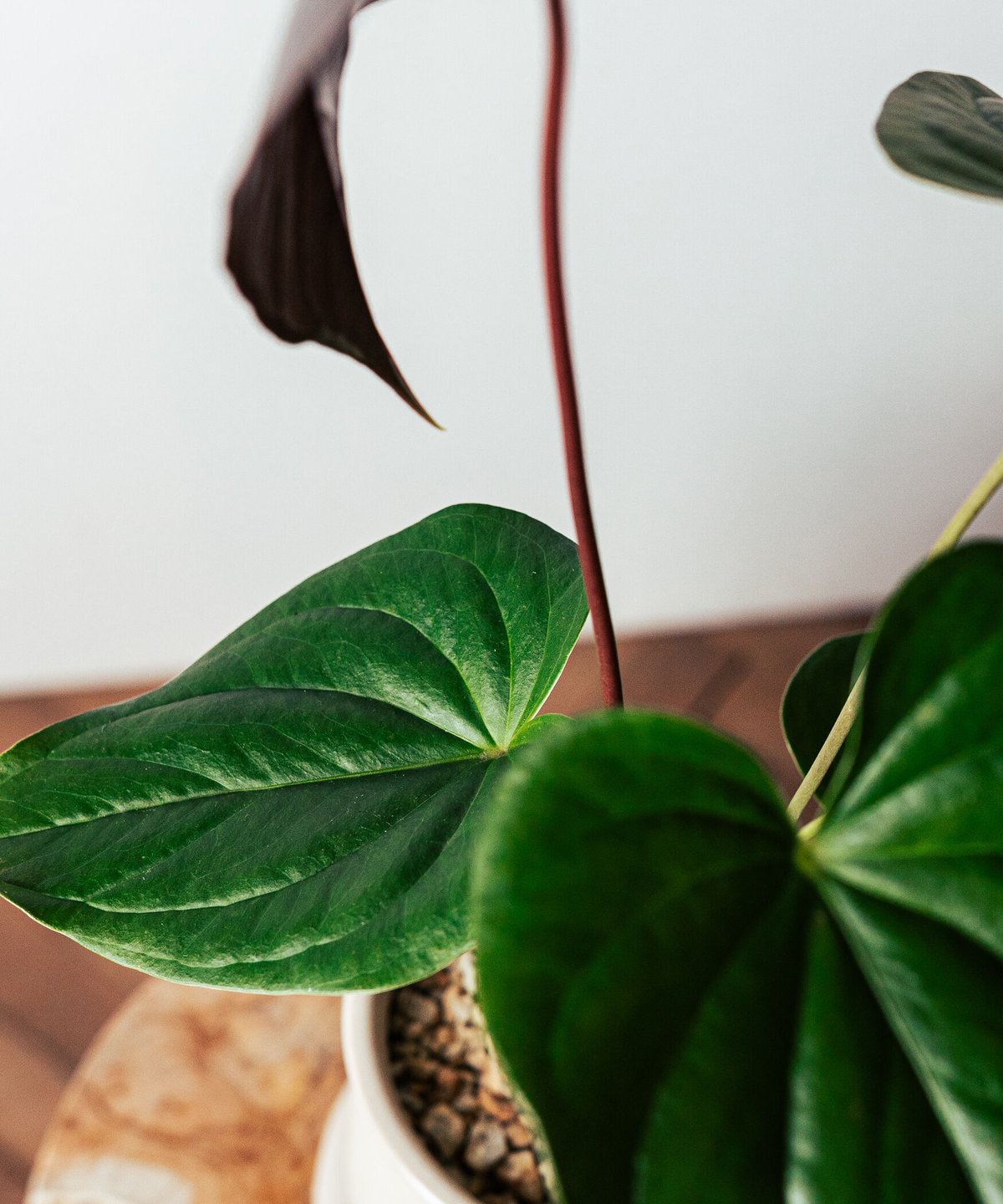 アンスリウム　ロムズレッド Anthurium chamberlanianum 
