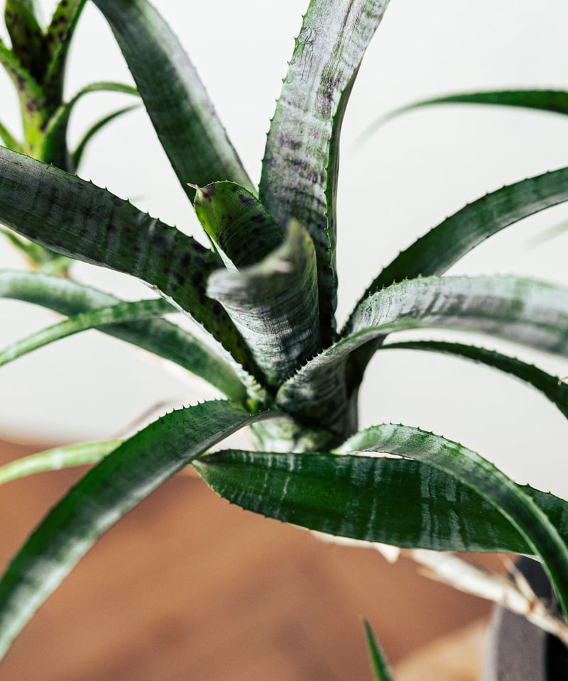 ネオレゲリア・パウシフローラ | TIANA STORE