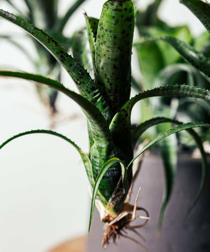 ネオレゲリア・パウシフローラ | TIANA STORE