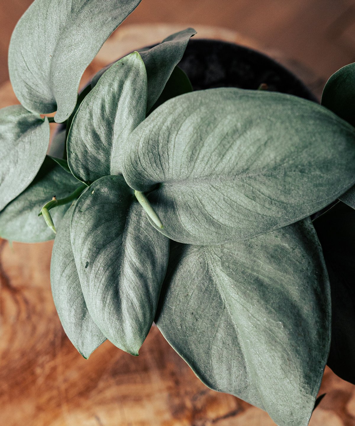 スキンダプサス・オルモストシルバー | TIANA STORE