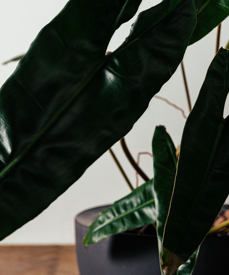 大きめ★　フィロデンドロン　ビレッタエ フィロデンドロン：ブラックビレッタエ（ビレッタエ