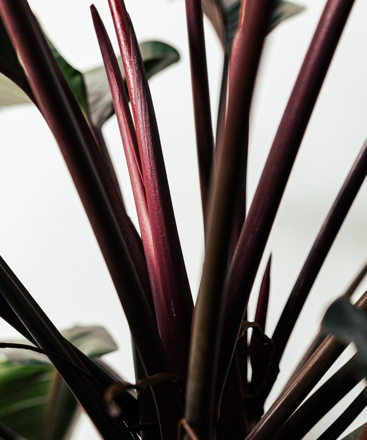 Philodendron Rojo Congo | フィロデンドロン・ロジョコンゴ | TIA