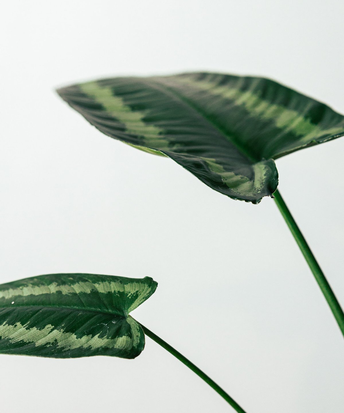 確認用　スキスマトグロッティスワリシー　斑入り 楽天市場】観葉植物 スキスマトグロッティス ワリシー 4号鉢