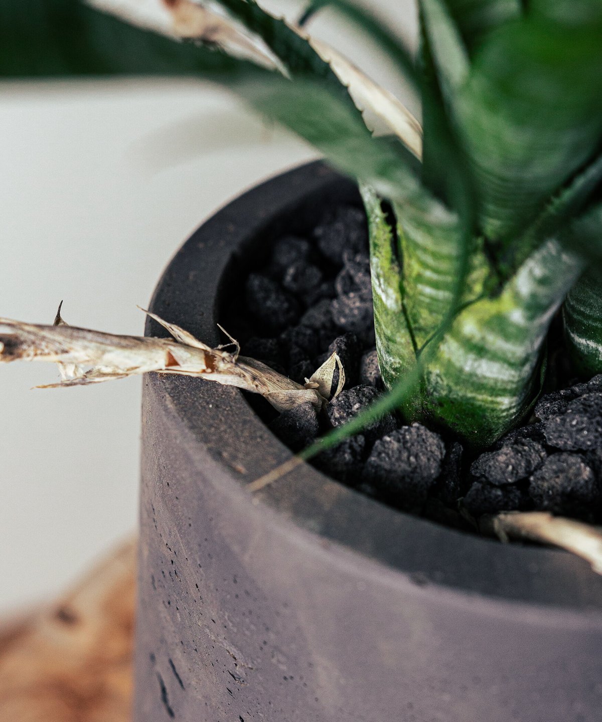 ネオレゲリア・パウシフローラ | TIANA STORE