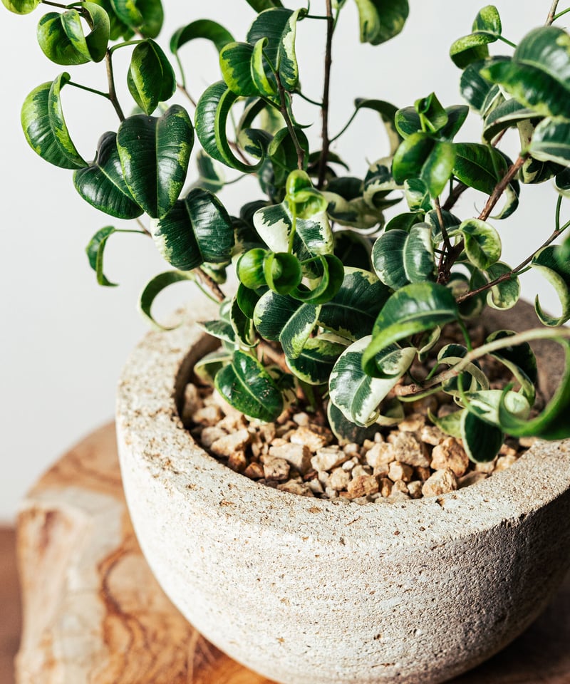 ベンジャミン シタシオン♪ 160cm 曲がり仕立て♪ ベンジャミン シタシオン♪ 160cm 曲がり仕立て♪ ベンジャミン