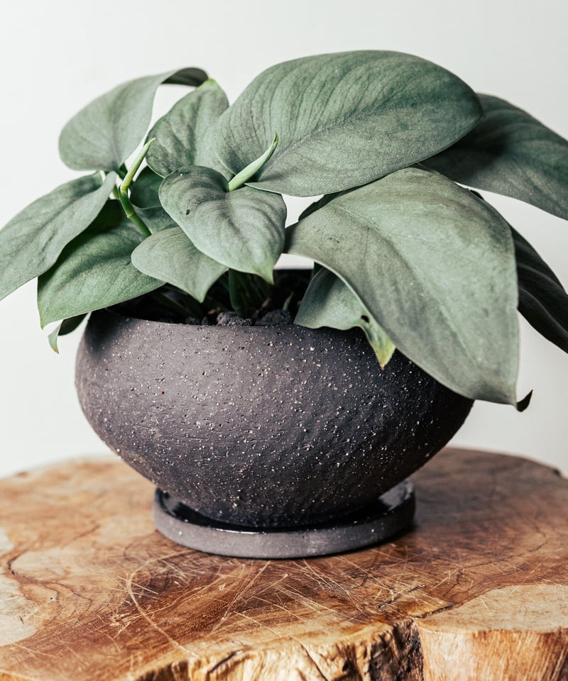 スキンダプサス シルバーメタリック 観葉植物 スキンダプサス オルモストシルバー Scindapsus pictus