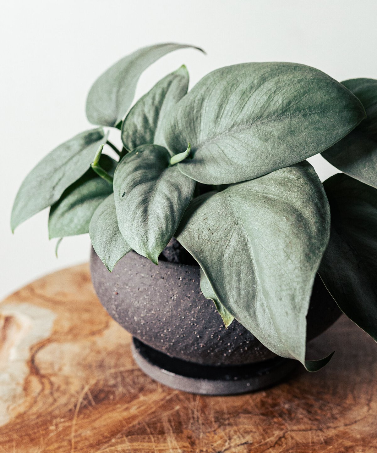 スキンダプサス・オルモストシルバー | TIANA STORE