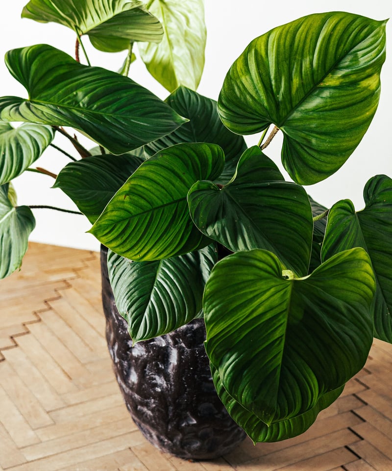 Philodendron Nangaritense | フィロデンドロン・ナンガリテンス |