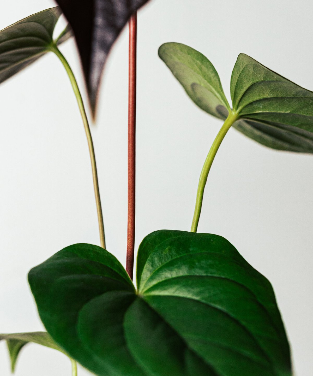 アンスリウム・ロムズレッド | TIANA STORE