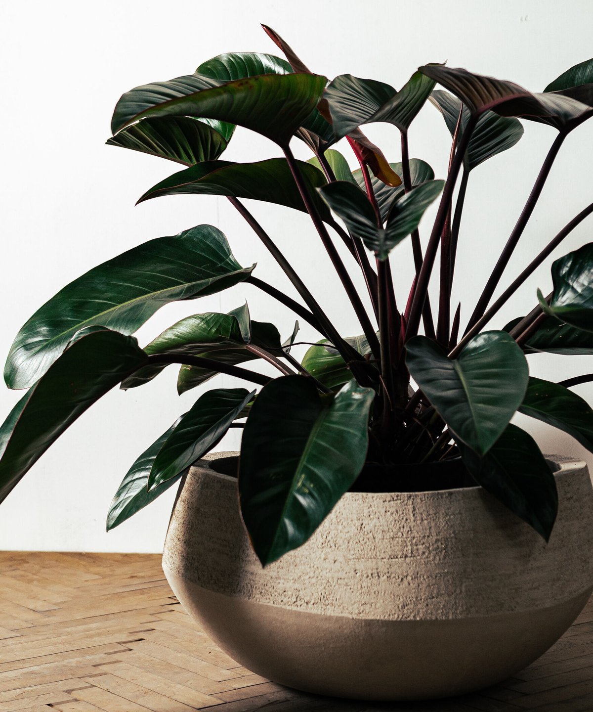 Philodendron Rojo Congo | フィロデンドロン・ロジョコンゴ | TIA