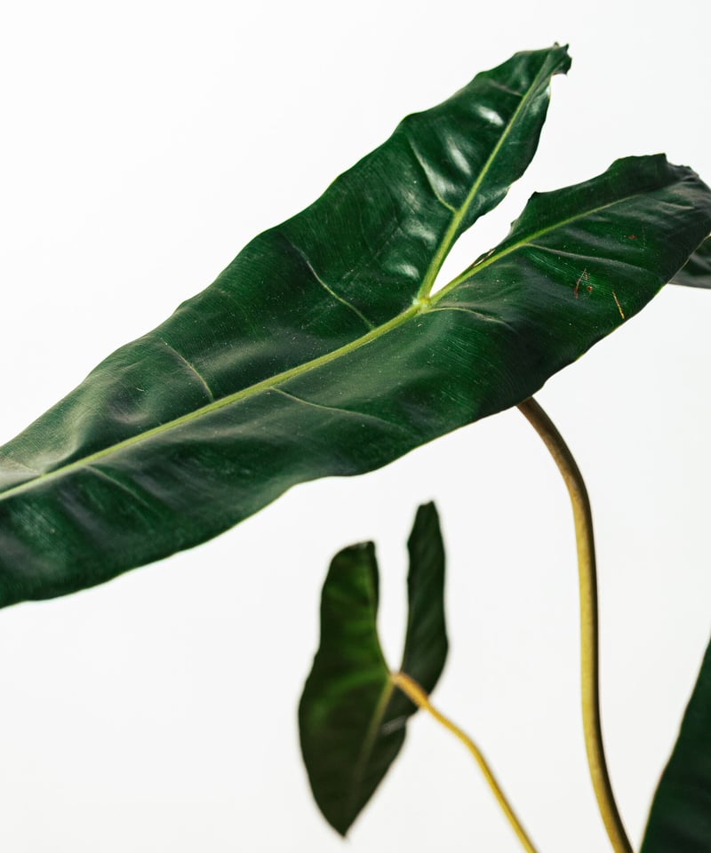 Philodendron Billietae | フィロデンドロン・ビレッタエ | TIANA